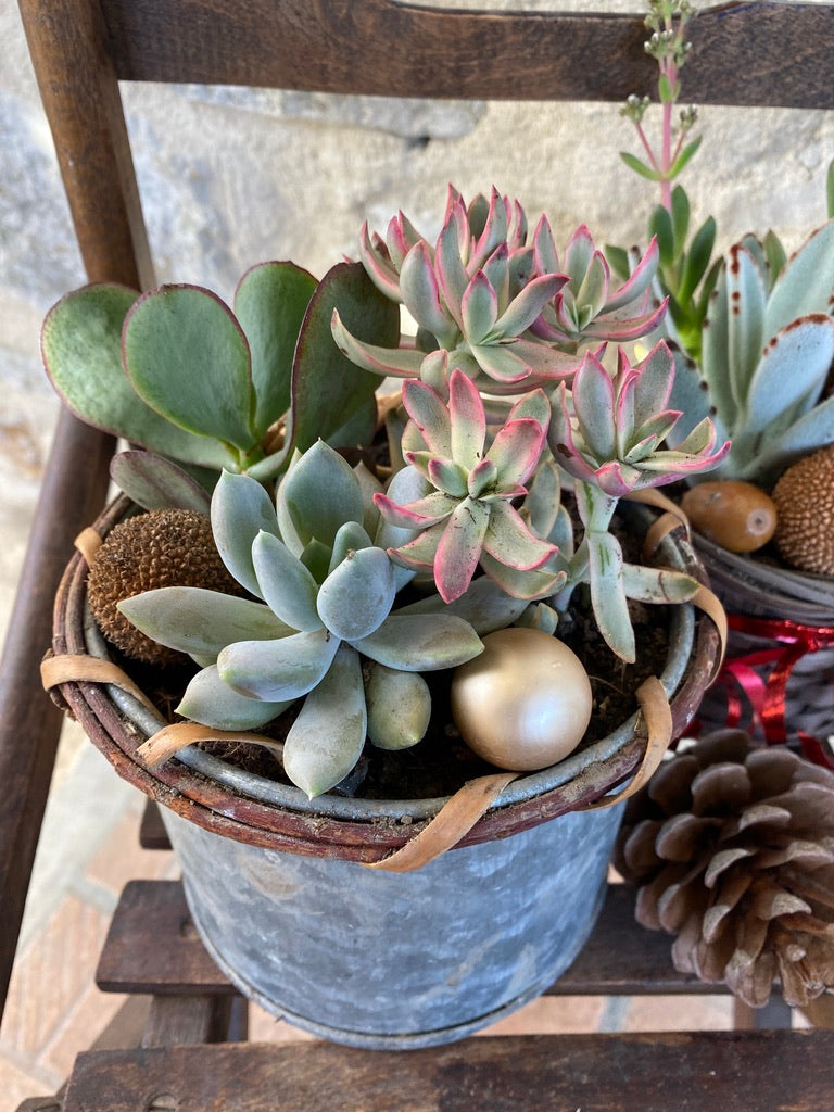 Mini Jardin de Succulentes de Noël / Christmas Succulent Centrepiece