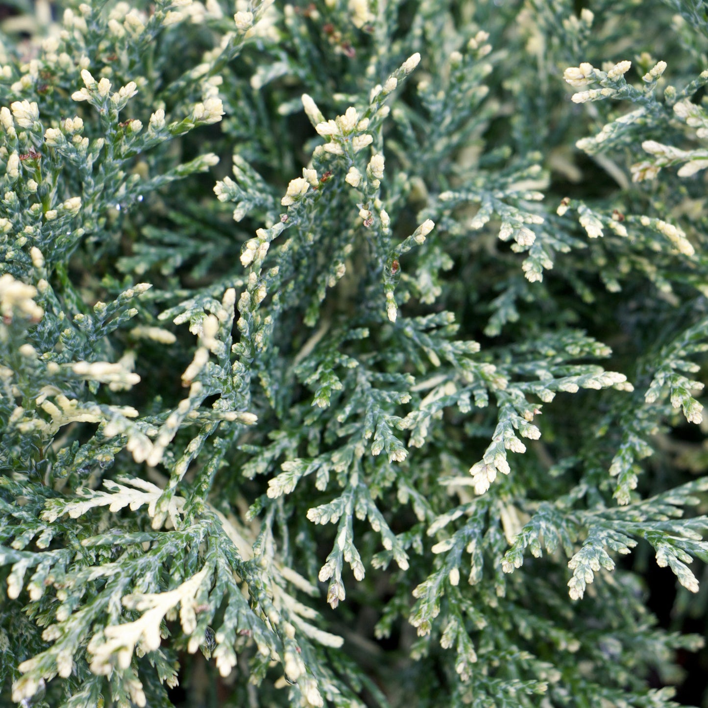 Arrangement de pot de conifère : Cyprès de Lawson 'Pearly Swirls'