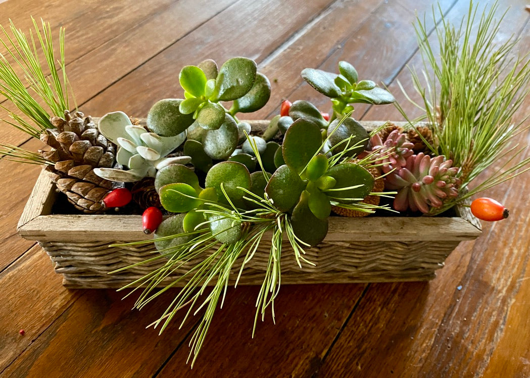 Mini Jardin de Succulentes de Noël / Christmas Succulent Centrepiece