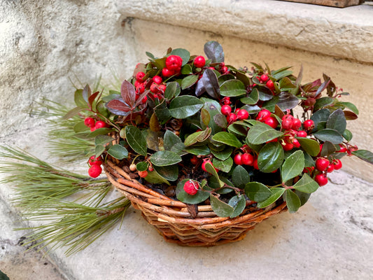 Pot de Gaultheria Procumbens 'Grosses Baies', Gaultheria 'Big Berry' Planter