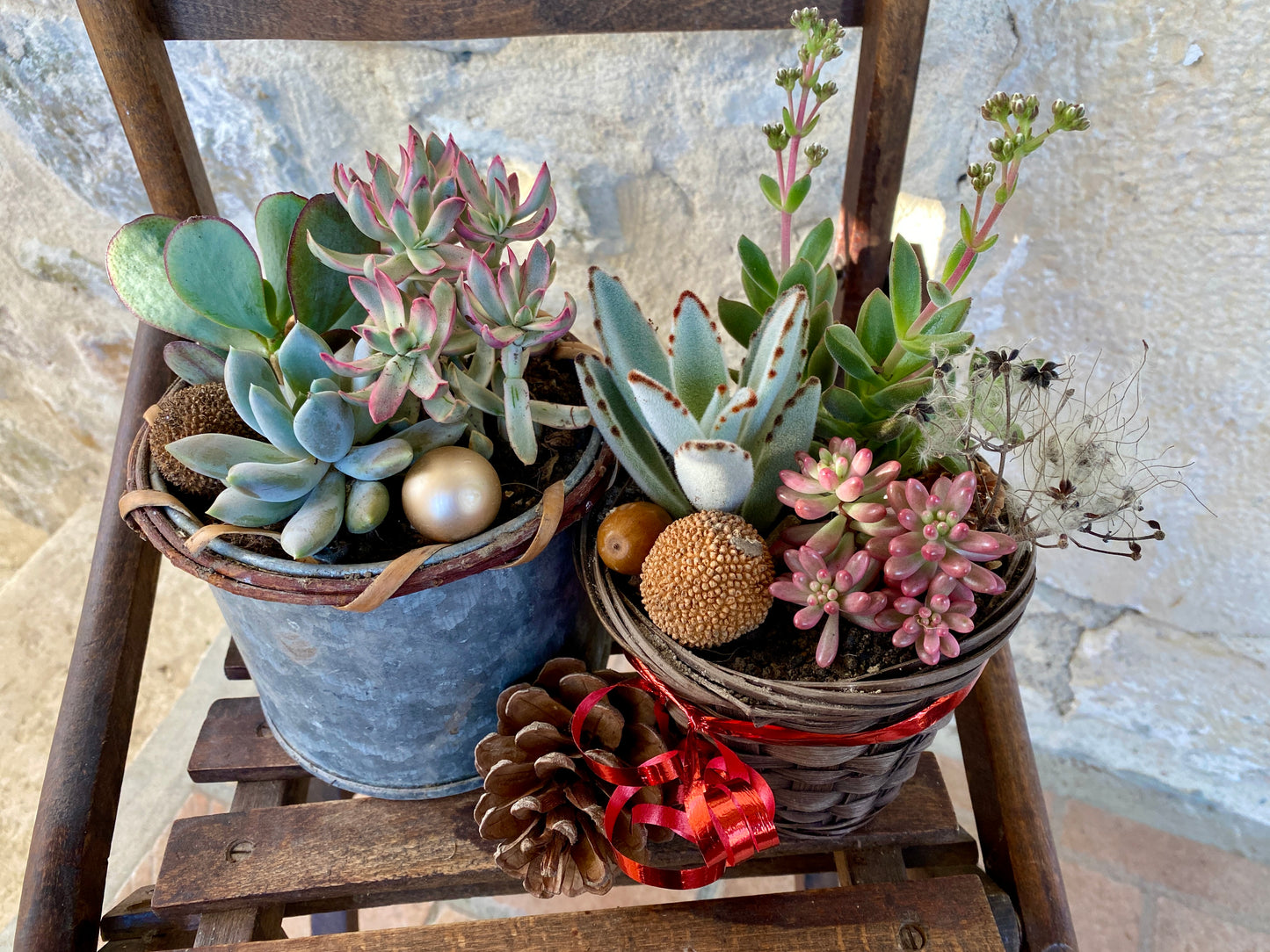 Mini Jardin de Succulentes de Noël / Christmas Succulent Centrepiece