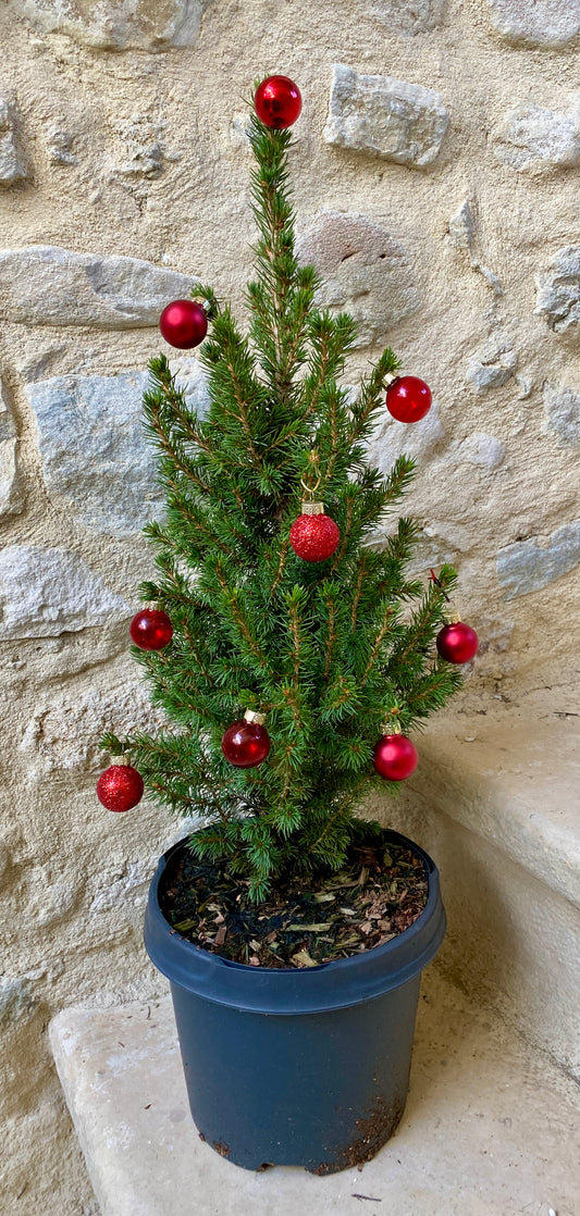 Sapin de Noël Picea glauca 'PERFECTA' / Dwarf Alberta Spruce Christmas Tree