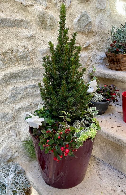 Arrangement de pot de conifère : Picea glauca 'PERFECTA'