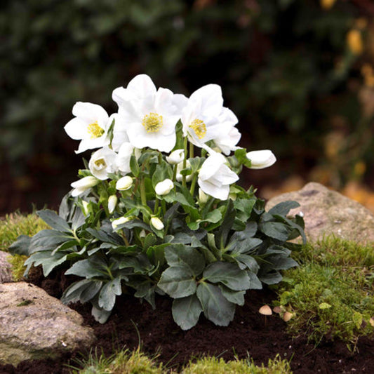 Rose de Noël, Hellebores 'Advent Star'