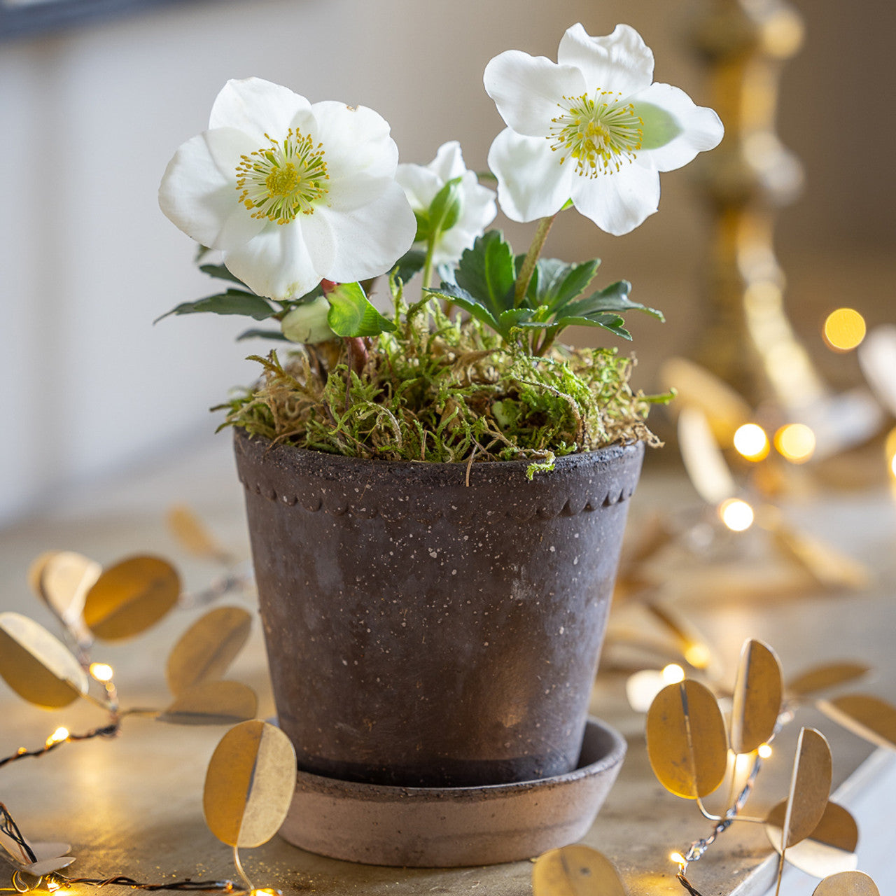 Rose de Noël, Hellebores 'Advent Star'