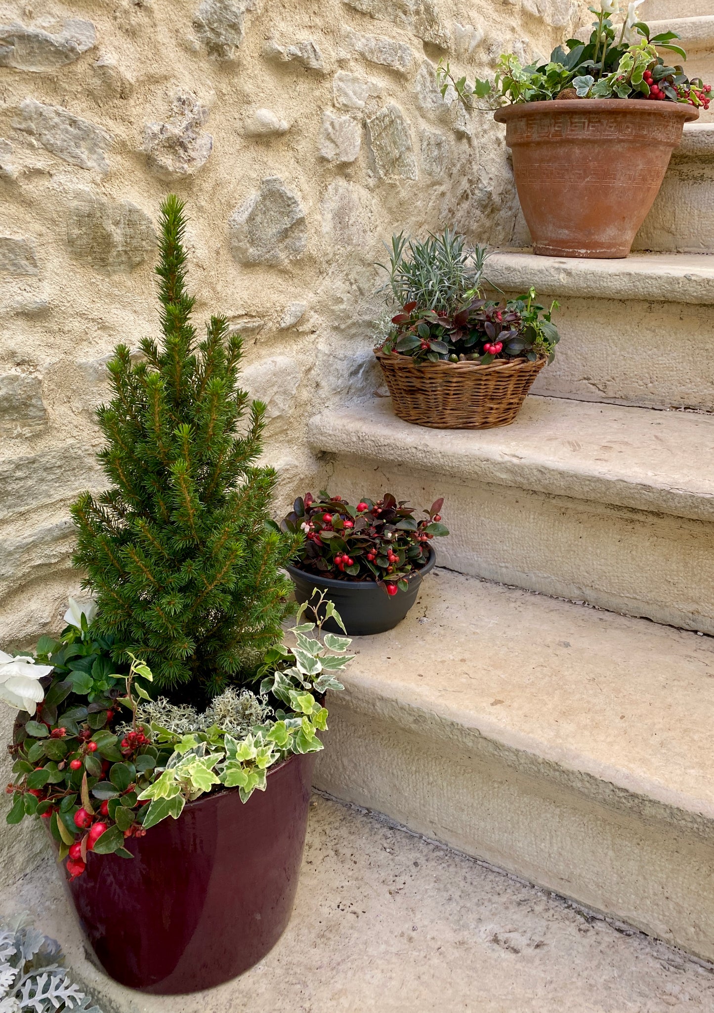 Arrangement de pot de conifère : Picea glauca 'PERFECTA'