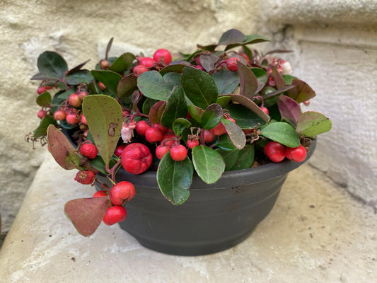 Gaultheria 'Big Berry'