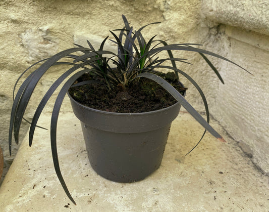 Ophiopogon