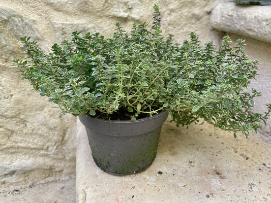 Thym 'Silver Queen' / Thyme 'Silver Queen'