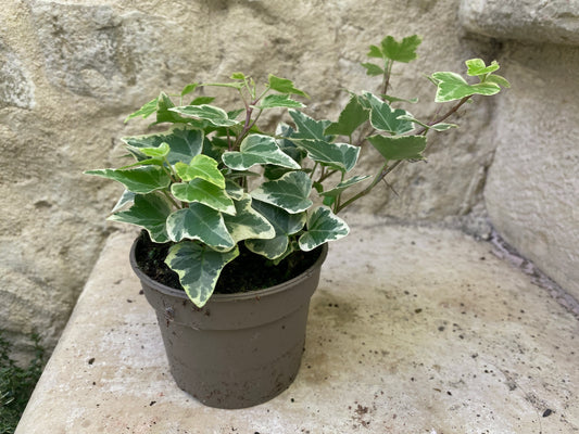 Variegated Ivy/ Lierre Panaché