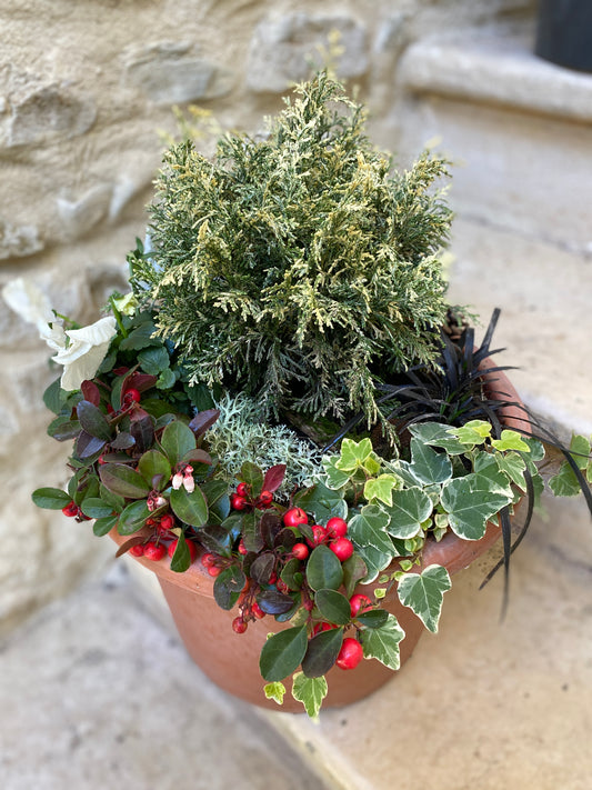 Arrangement de pot de conifère : Cyprès de Lawson 'Pearly Swirls'