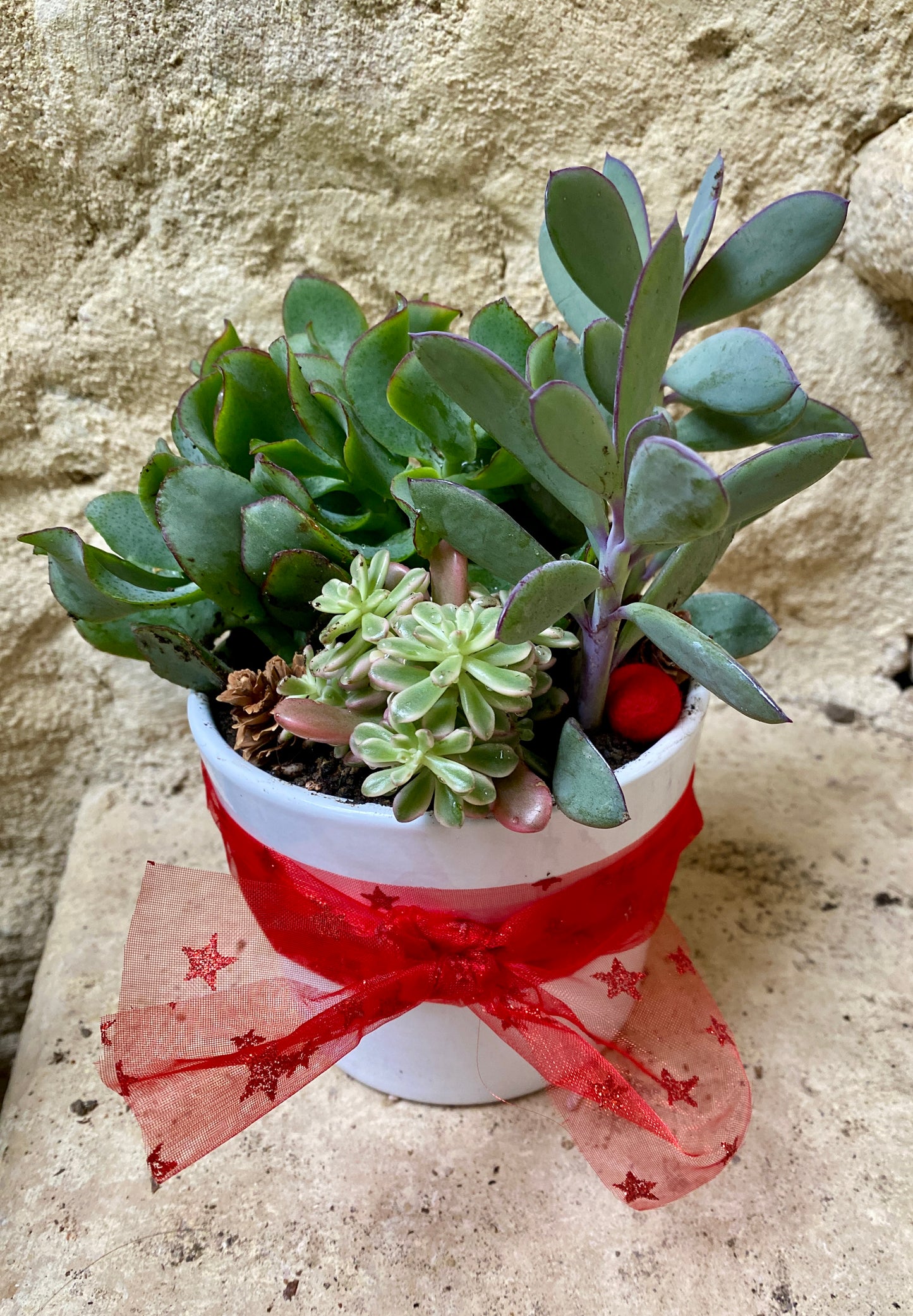 Mini Jardin de Succulentes de Noël / Christmas Succulent Centrepiece