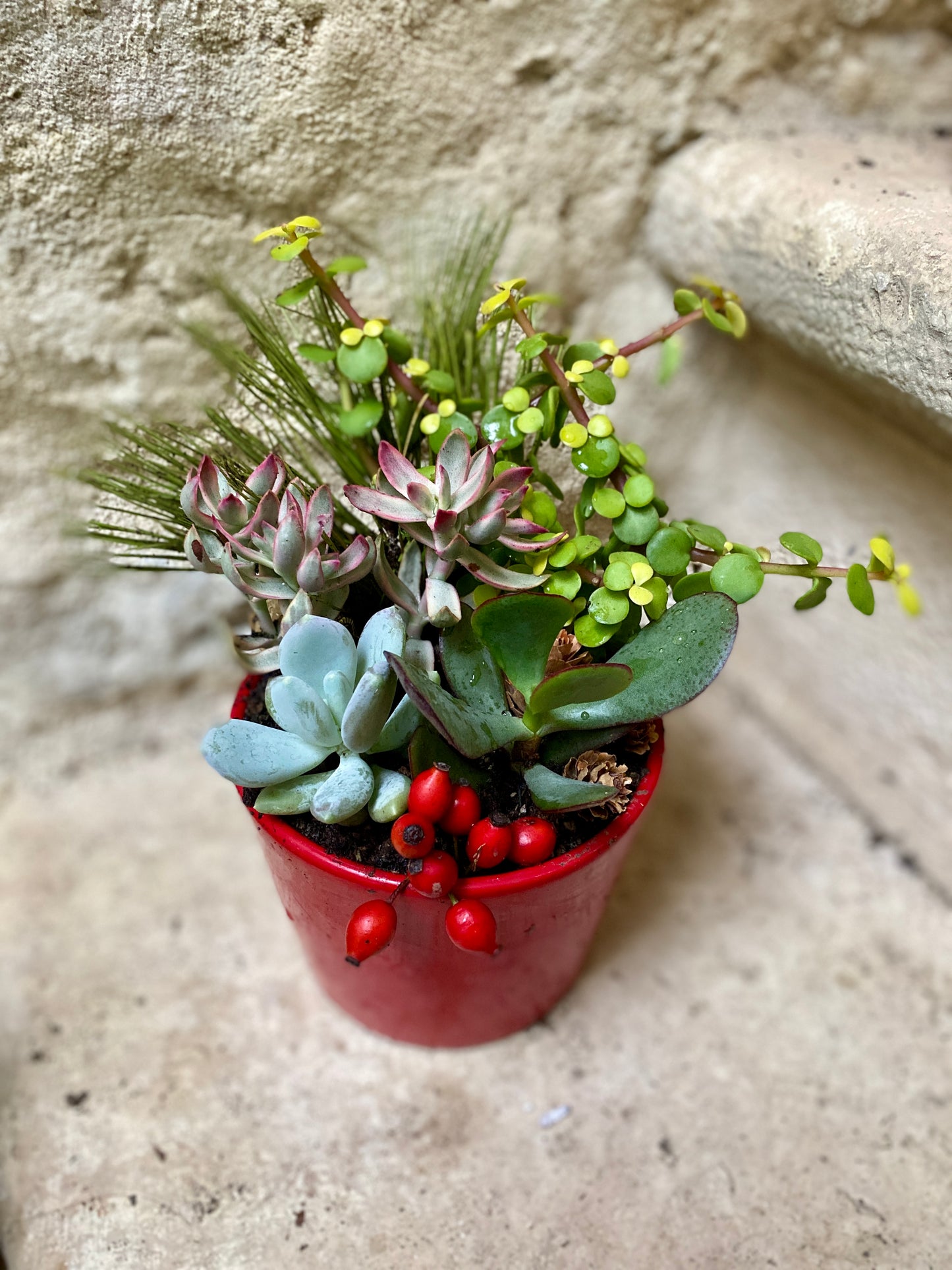 Mini Jardin de Succulentes de Noël / Christmas Succulent Centrepiece