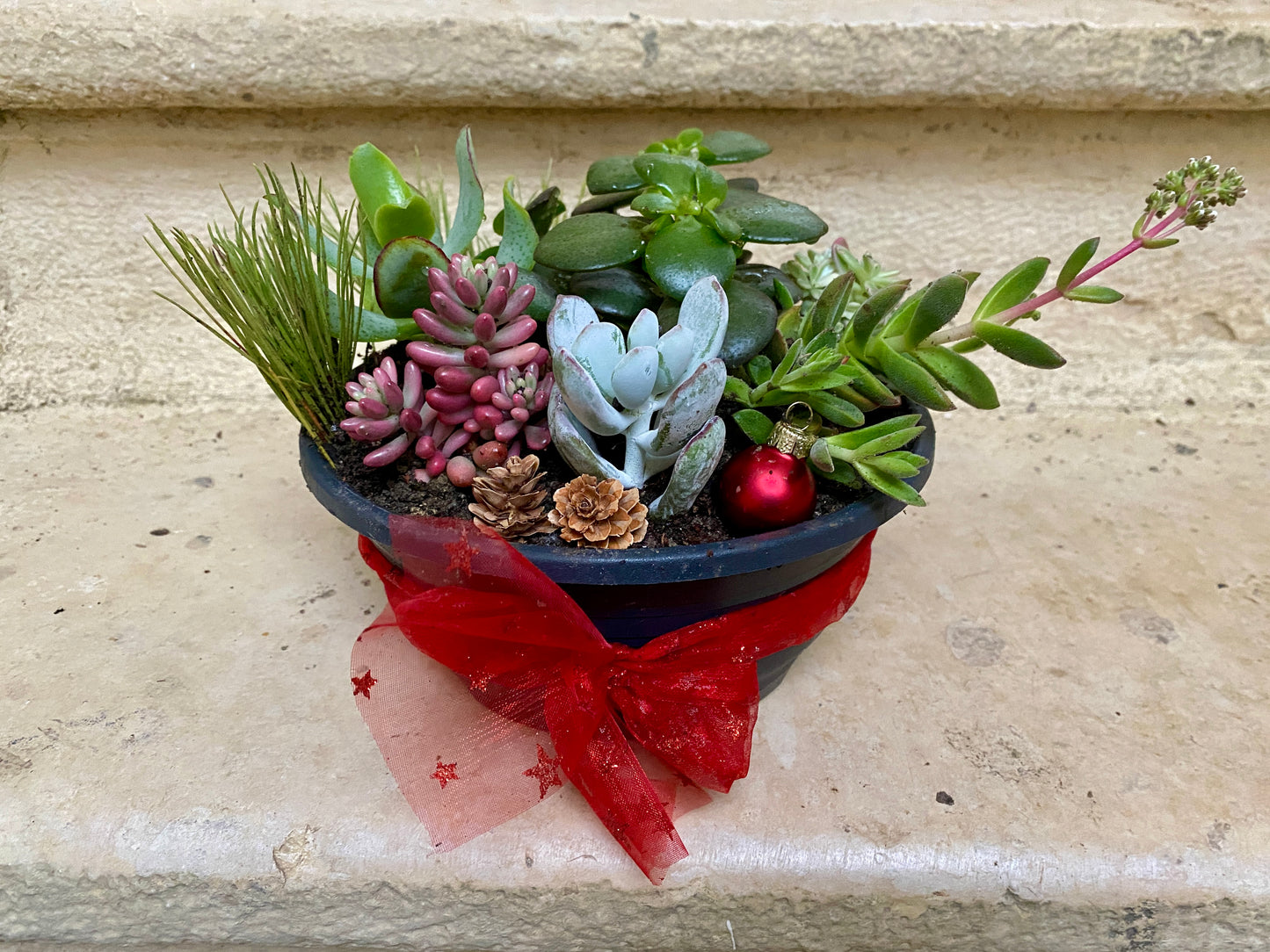 Mini Jardin de Succulentes de Noël / Christmas Succulent Centrepiece