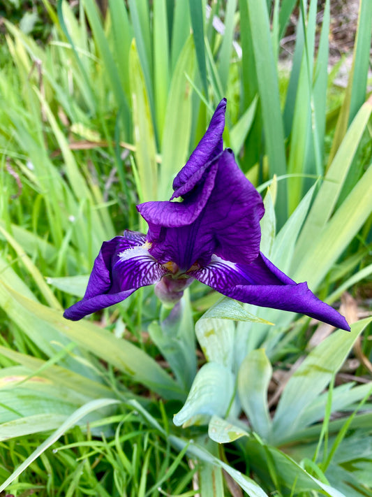 Bulbes d'iris en pot / Iris bulbs