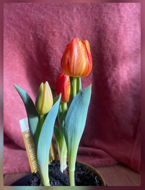 Trio de tulipes / Tulip trio