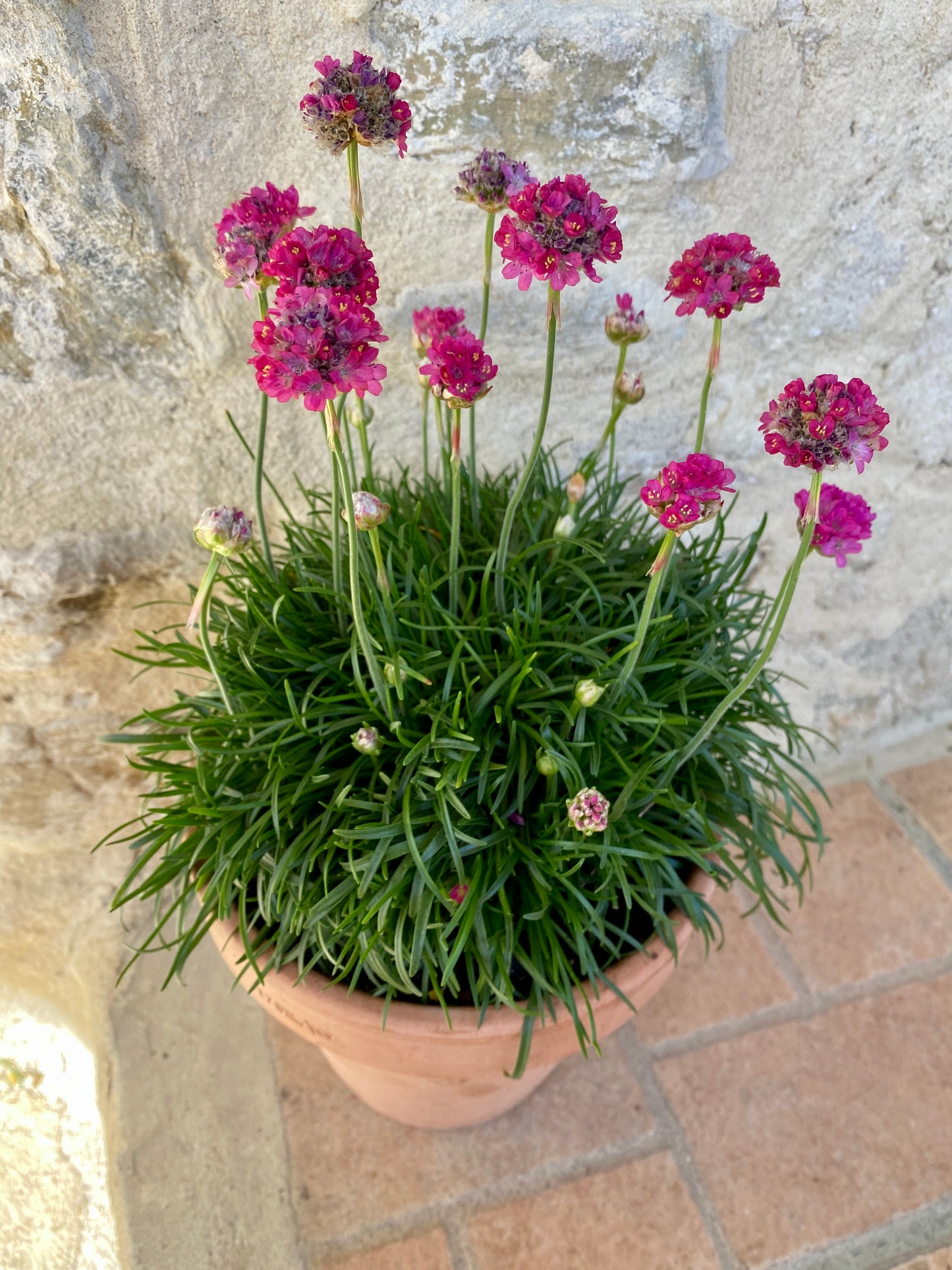 Armeria maritima rose