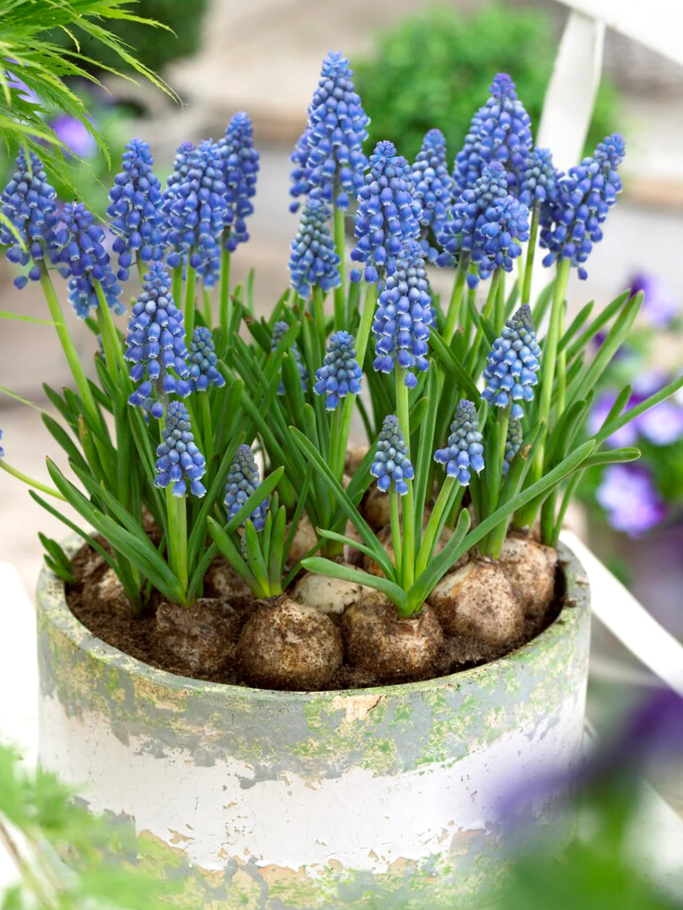 Muscari - Jacinthe de Raisin / Grape Hyacinthe