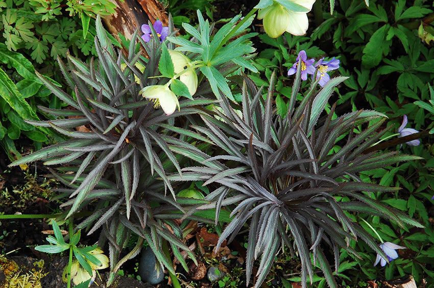 Ophiopogon