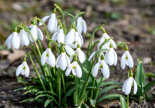 Snowdrop (Galanthus nivalis)