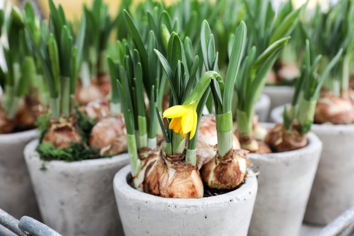 Trio de narcissus en pot / Narcissus bulbs