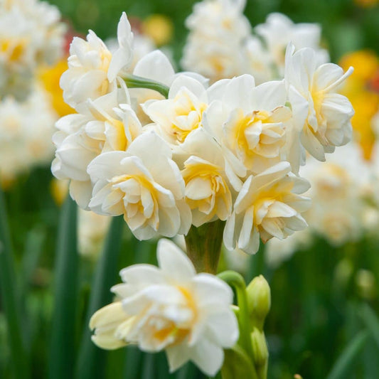 Trio de narcissus en pot / Narcissus bulbs